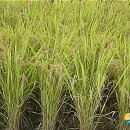 소양강브랜드 홍보 이미지