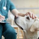 연수동물메디컬센터 이미지