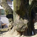김해의 노거수17 ·﻿ 외동 무점마을의 팽나무 이미지