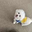 큐리애견 이미지