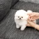 강아지분양 더펫 이미지