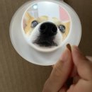 코지독애견호텔