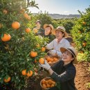 진화농장 | 제주 귤따기 체험, 농장 선택이 반전 만들었다