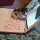 나만 없어 고양이 이미지