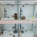 THE DOG SALON | 파주애견분양 The dog salon 귀여운 강아지들 구경하고 온 후기