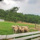 슈렉목장 이미지