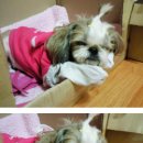 에스독하우스 이미지