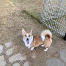 개떼월드 이미지