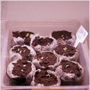 로단테(Rhodanthe) 이미지