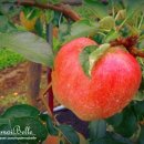 아벨농원 이미지