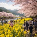 2024년 화순 꽃강길 버스킹 | 2026 화순 봄꽃축제 꽃강길 유채꽃 여행 일정,공연,셔틀 정리