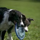 동물을사랑하는사람들 이미지