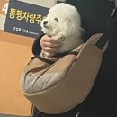 [기록] 4월 일상 쪼모풍모