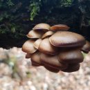 미루나무구이 이미지