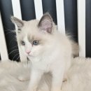 분당고양이분양 나비캣 이미지