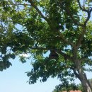 성골 농원 이미지