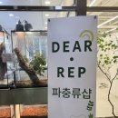 세종 파충류샵 디어렙 어린이날선물 레오파크게코 반려도마뱀 분양후기