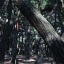 [경북 경주] 삼릉의 소나무 숲 이미지