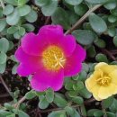 이상례 | 광주산후도우미 후기 =이*례이모님 감사드려요^^ 광주해피케어