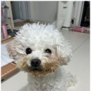 우리 리찌의 매력을 다시 원래대로 돌려준 목포애견미용