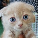 나비랑 바둑이 이미지