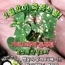 2월 축복선물 행운이 무려 14배 56잎 클로버 이미지