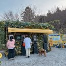 송림마을세탁소 | 반려견 동반 꽃놀이, 수선화축제 서산 유기방가옥