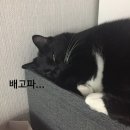 아쿠아동물병원 이미지