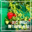 보령청과 | [논산 베릴리] 무농약 딸기체험 농장 두돌 아이랑 다녀온 후기