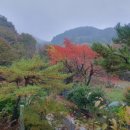 화순꽃화원 | 댕댕이 동반 여행 펫 프렌들리 정원 베스트 5