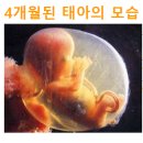 스님의 조언자이신 성중님은 누구실까요? 이미지