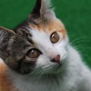 이층집고양이 이미지