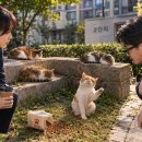 추리소설 강민준, 담벼락의 알리바이 이미지