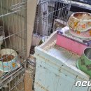 고양이 주택 이미지