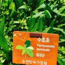 [개인과제] 수호초 Pachysandra terminalis 154669 박초롱 이미지