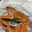 남도(80) | [노량진맛집] 남도해물에서 가성비 좋고 친절하게 대게 먹은 후기