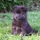 시흥24시센트럴동물의료센터 이미지