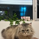 사랑의둥지 | 레몬 나무와 비둘기가 나오는 둥지 글방 일지