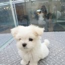창원강아지분양 헬스독 애견입양 말티푸들포메라니안미니비숑 이미지