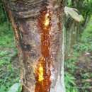 나무교역 이미지