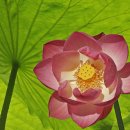 아림약국 이미지