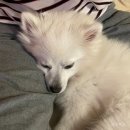 도그마 펫살롱 네이버블로그