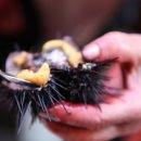 문전성시닭강정 이미지