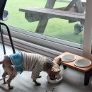 노블리스 | 경주 노블리스 애견펜션 내돈내산 후기｜넓은 잔디마당·개별바비큐·반려견과 힐링 여행