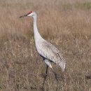 튼튼 가축인공수정소 | 왜가리 ( 영어; Heron ) 종류