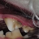 ABC 동물의료센터 이미지