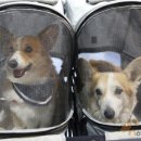 강아지 천국 이미지