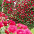 니캉내캉 이미지