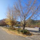 11월 13,14일 운문사 사리암 풍경... 연화사 운아 스님 탐방기... 운문사 500년 은행나무... 이미지