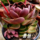 홍등 Daum카페